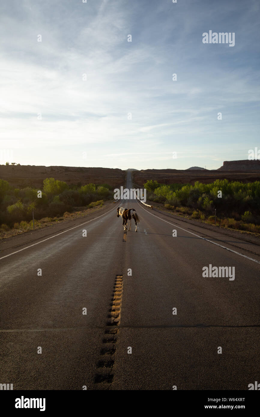 Cheval sauvage sur le lonely desert highway Banque D'Images