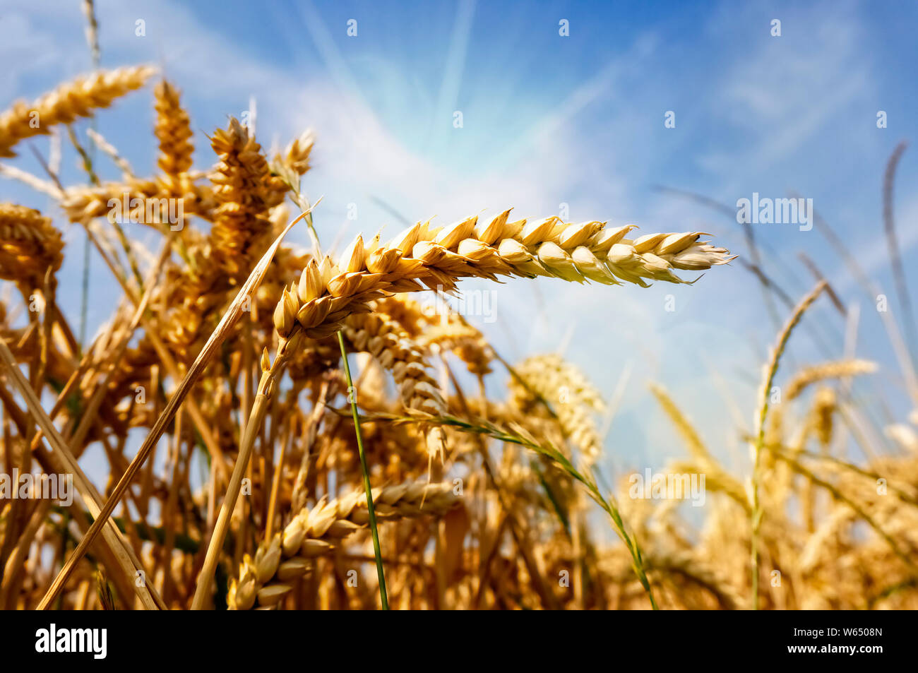 Sur un champ de blé dans la région de fort ensoleillement Banque D'Images