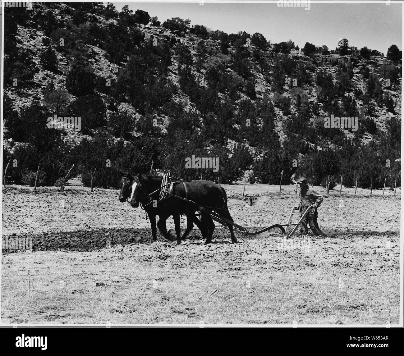 El Cerrito, San Miguel County, Nouveau Mexique. Les cultures de base à El Cerrito sont le maïs, les haricots et l'alfal . . . ; Portée et contenu : la légende complète se lit comme suit : El Cerrito, San Miguel County, Nouveau Mexique. Les cultures de base à El Cerrito sont le maïs, les haricots et la luzerne. Presque tout ce qui est cultivé sur des terres irriguées bien qu'il y a quelques champs de la mesa, où une certaine quantité de la culture sèche est exploitée. La plupart du maïs est du type bleu natif qui a d'abord été cultivé ici par les Indiens. Certains des autres types de maïs sont nourris de stock, mais jamais le bleu. La luzerne produit plus d'aliments par acre que Banque D'Images