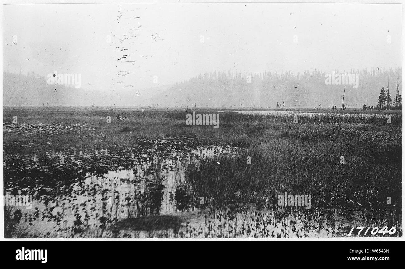 Attribution d'Elk Lake, Oregon, forêt Deschutes 1922 ; notes générales : le lac Mud comme vu du sw, bord de marais accessible montre des animaux. Banque D'Images