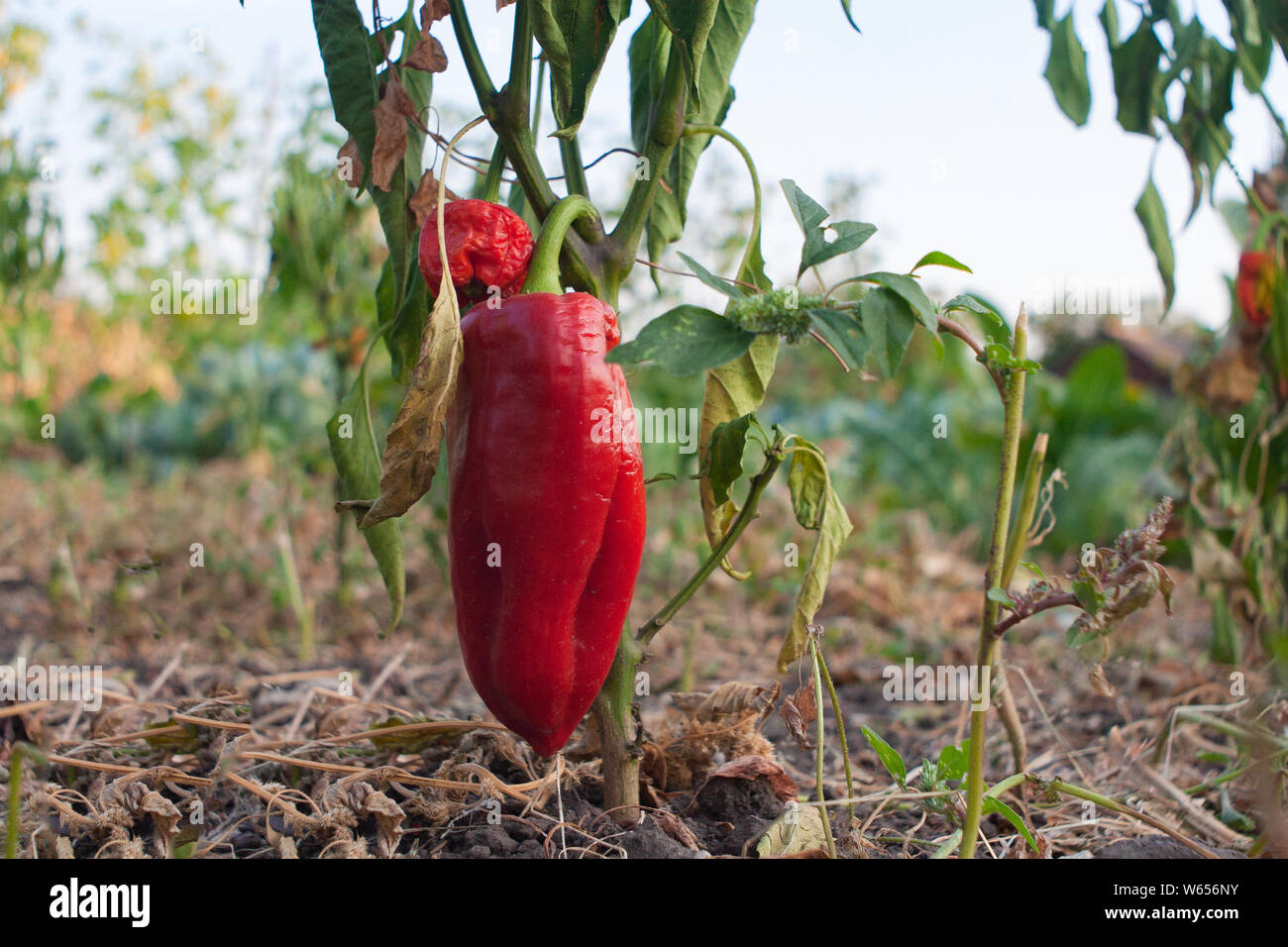 De plus en plus beau gros poivrons doux close-up. Poivrons rouges juteux frais sur les branches macro. Banque D'Images