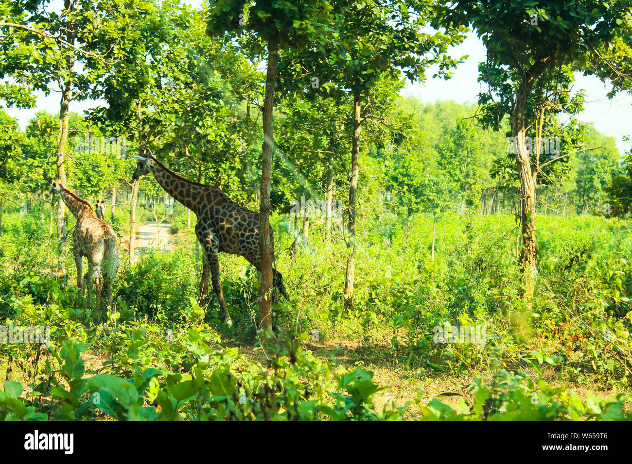 La Girafe (Giraffa) est un mammifère ongulé à longs doigts même, le plus grand animal terrestre vivant et le plus grand ruminant. Il est traditionnellement con Banque D'Images