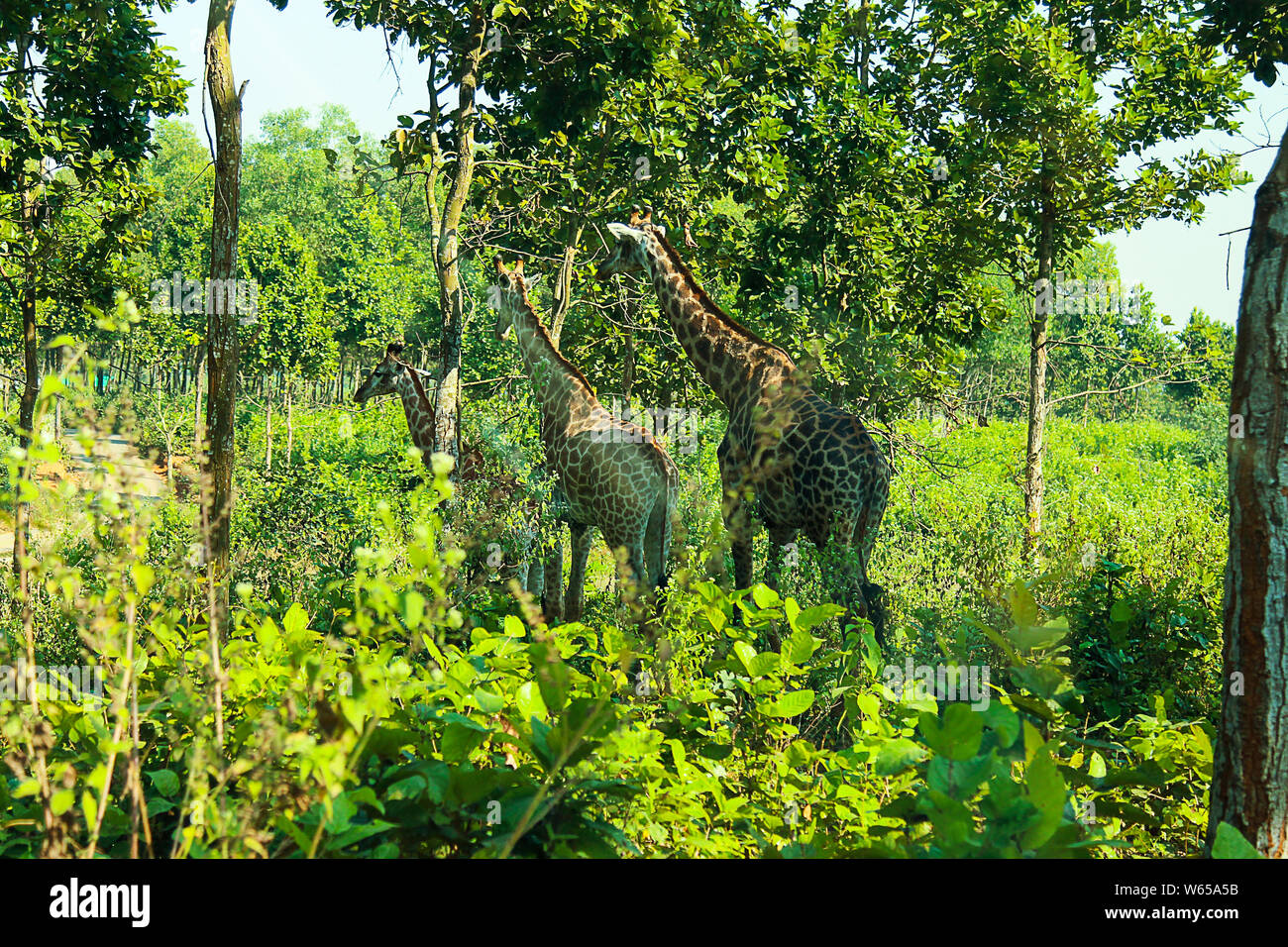 La Girafe (Giraffa) est un mammifère ongulé à longs doigts même, le plus grand animal terrestre vivant et le plus grand ruminant. Il est traditionnellement con Banque D'Images