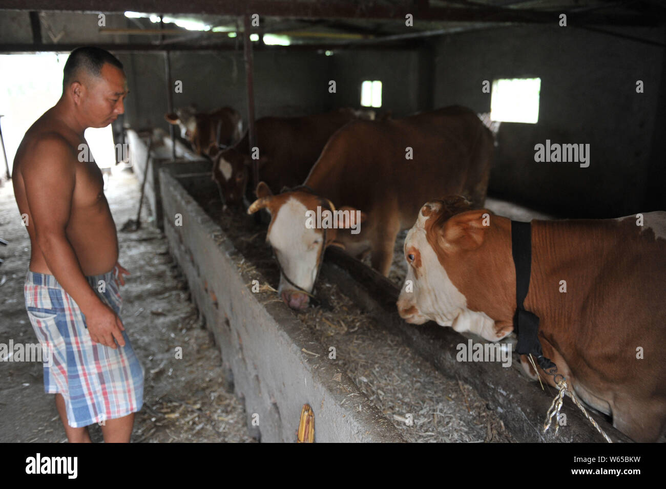 Cattles sont illustrés dans une ferme de Linquan county, la ville de Fuyang, province de Anhui, Chine orientale, le 13 août 2018. Huit personnes auraient été infectées wi Banque D'Images