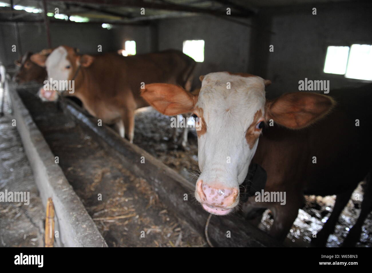 Cattles sont illustrés dans une ferme de Linquan county, la ville de Fuyang, province de Anhui, Chine orientale, le 13 août 2018. Huit personnes auraient été infectées wi Banque D'Images