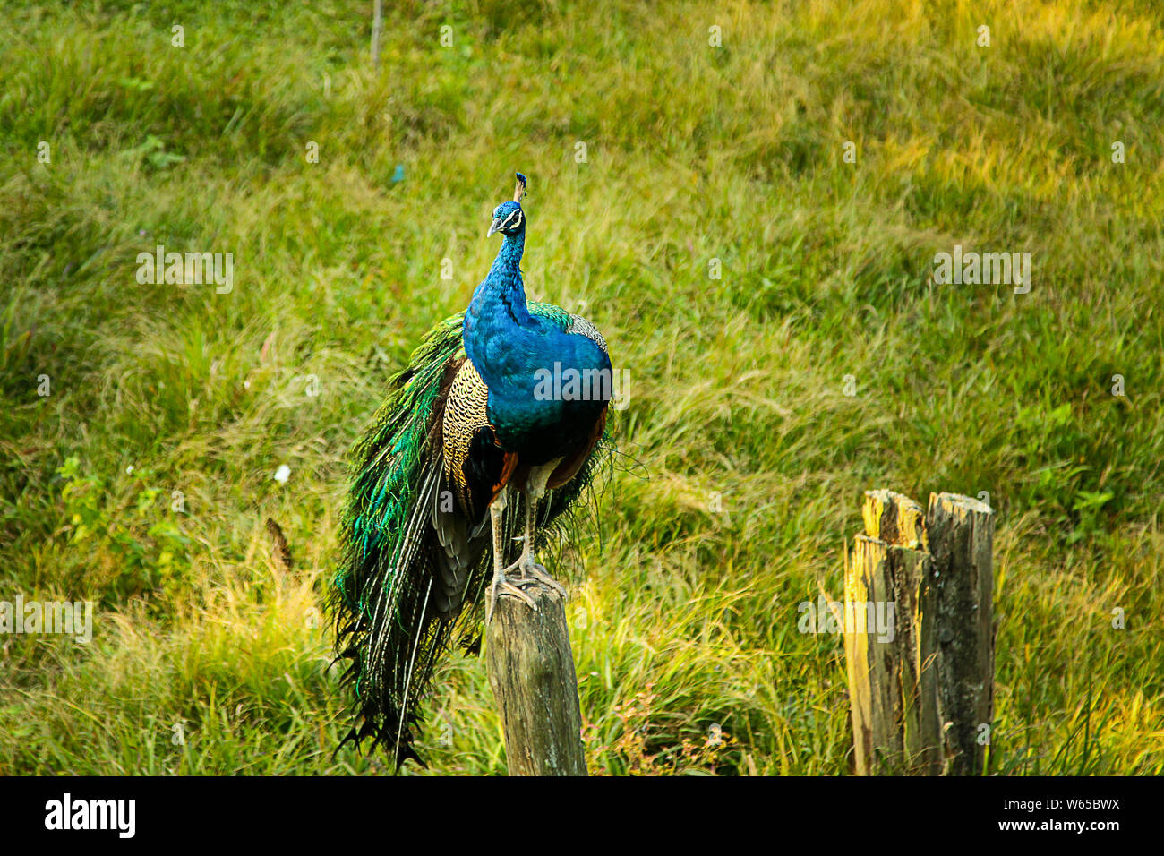 Paons est un nom commun pour trois espèces d'oiseaux dans les genres Pavo et Afropavo de la famille des faisans, le et leurs alliés. Pe mâle Banque D'Images