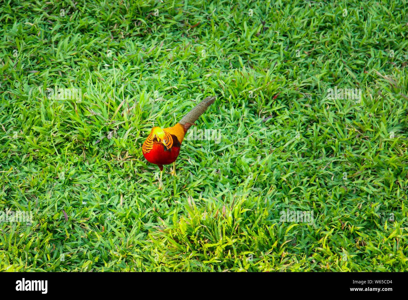 Faisans sont des oiseaux de plusieurs genres au sein de la sous-famille des Phasianinae, de la famille dans l'ordre des Galliformes. Bien qu'ils puissent être trouvés w Banque D'Images