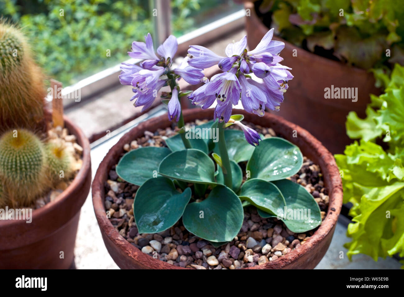 Gros plan sur l'usine miniature Hosta d'oreilles de souris bleues avec des fleurs lilas qui poussent dans un pot d'argile dans une serre Angleterre Royaume-Uni GB Grande-Bretagne Banque D'Images
