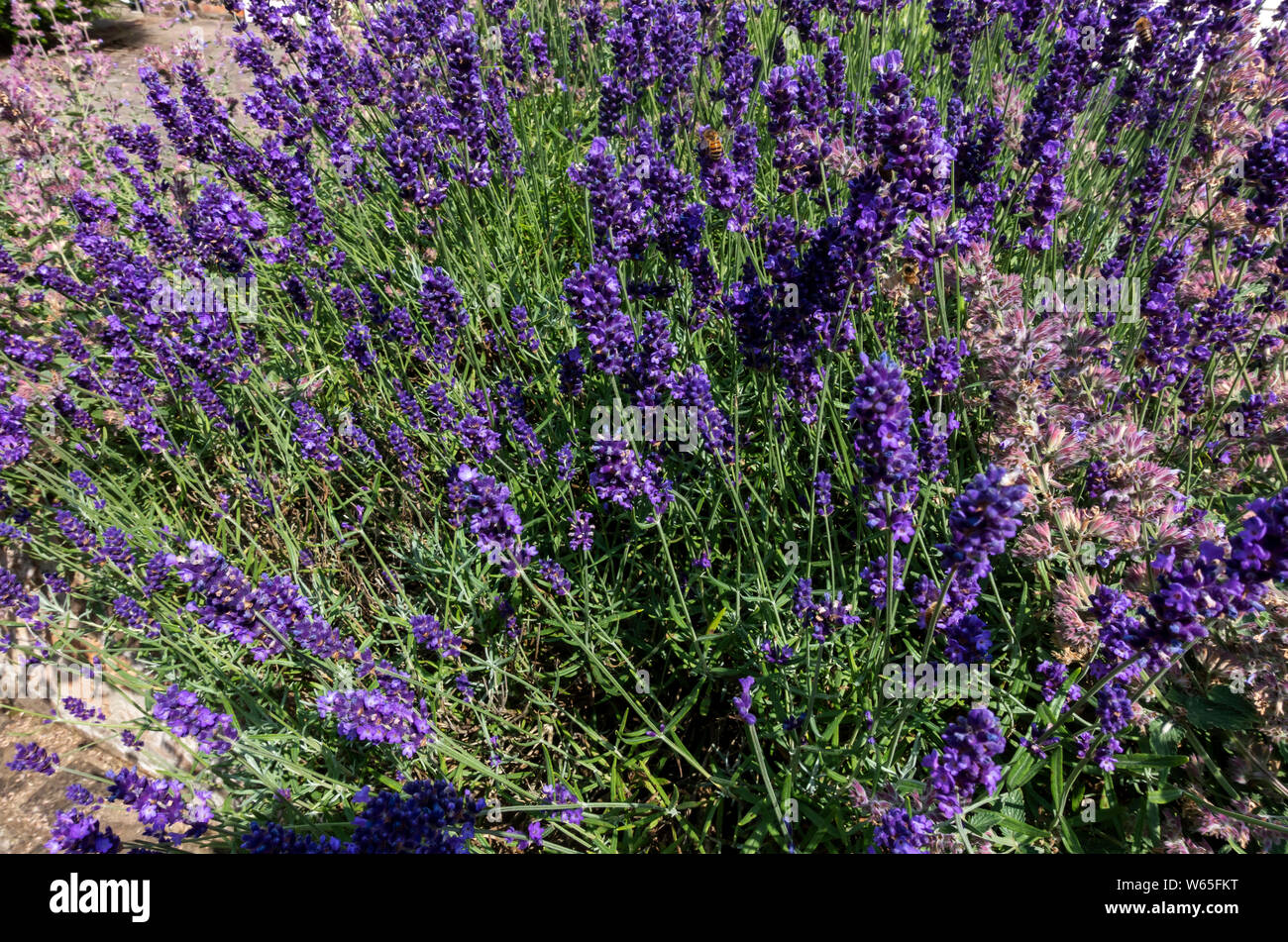 Gros plan de lavande lilas violette lavandula fleurs fleuries plante d'herbes lamiaceae dans le jardin d'été Angleterre Royaume-Uni GB Grande-Bretagne Banque D'Images