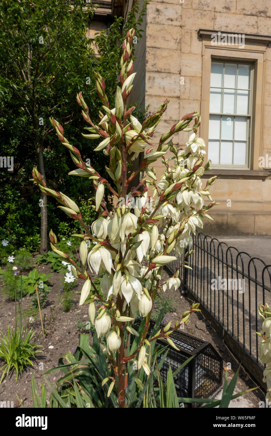 Gros plan sur Yucca gloriosa variegata dagger espagnol asparagaceae fleur floraison arbuste vert dans un jardin Angleterre Royaume-Uni Grande-Bretagne Banque D'Images