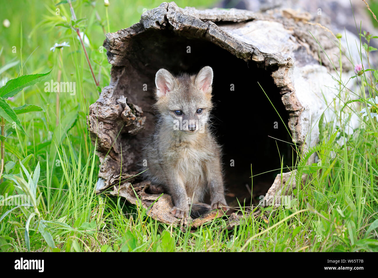 Gray Fox, sur les jeunes fleurs pré sur log, Pine Comté (Minnesota), USA, Amérique du Nord, (Urocyon cinereoargenteus) Banque D'Images