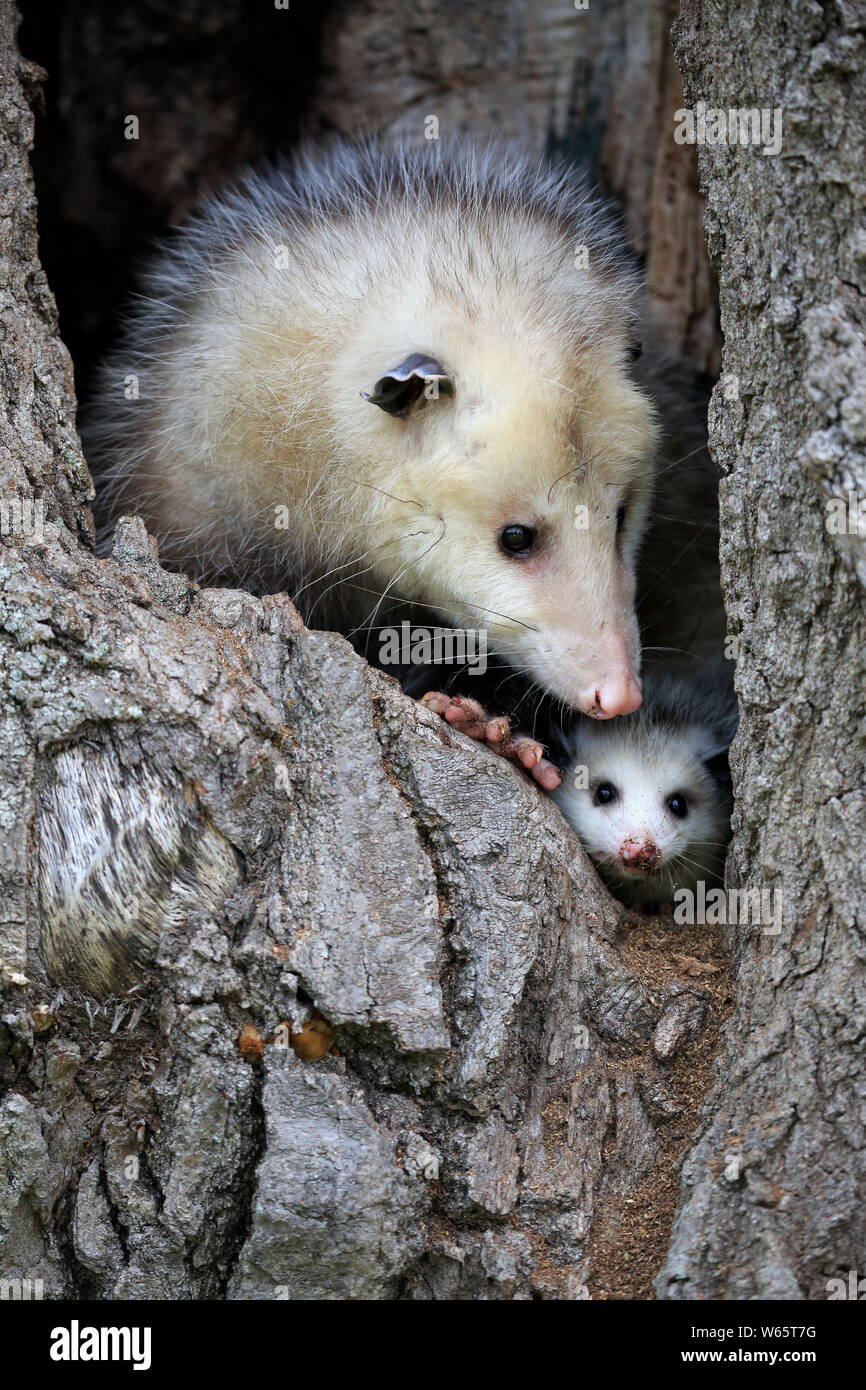 L'opossum d'Amérique du Nord, l'opossum, avec de jeunes adultes à sortir de den, Pine Comté (Minnesota), USA, Amérique du Nord, (Didelphis virginiana) Banque D'Images