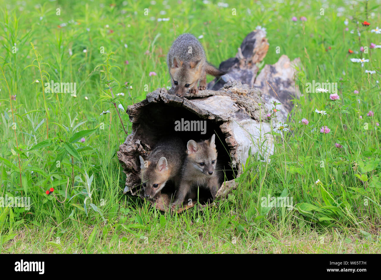 Gray Fox, youngs sur log, Pine Comté (Minnesota), USA, Amérique du Nord, (Urocyon cinereoargenteus) Banque D'Images