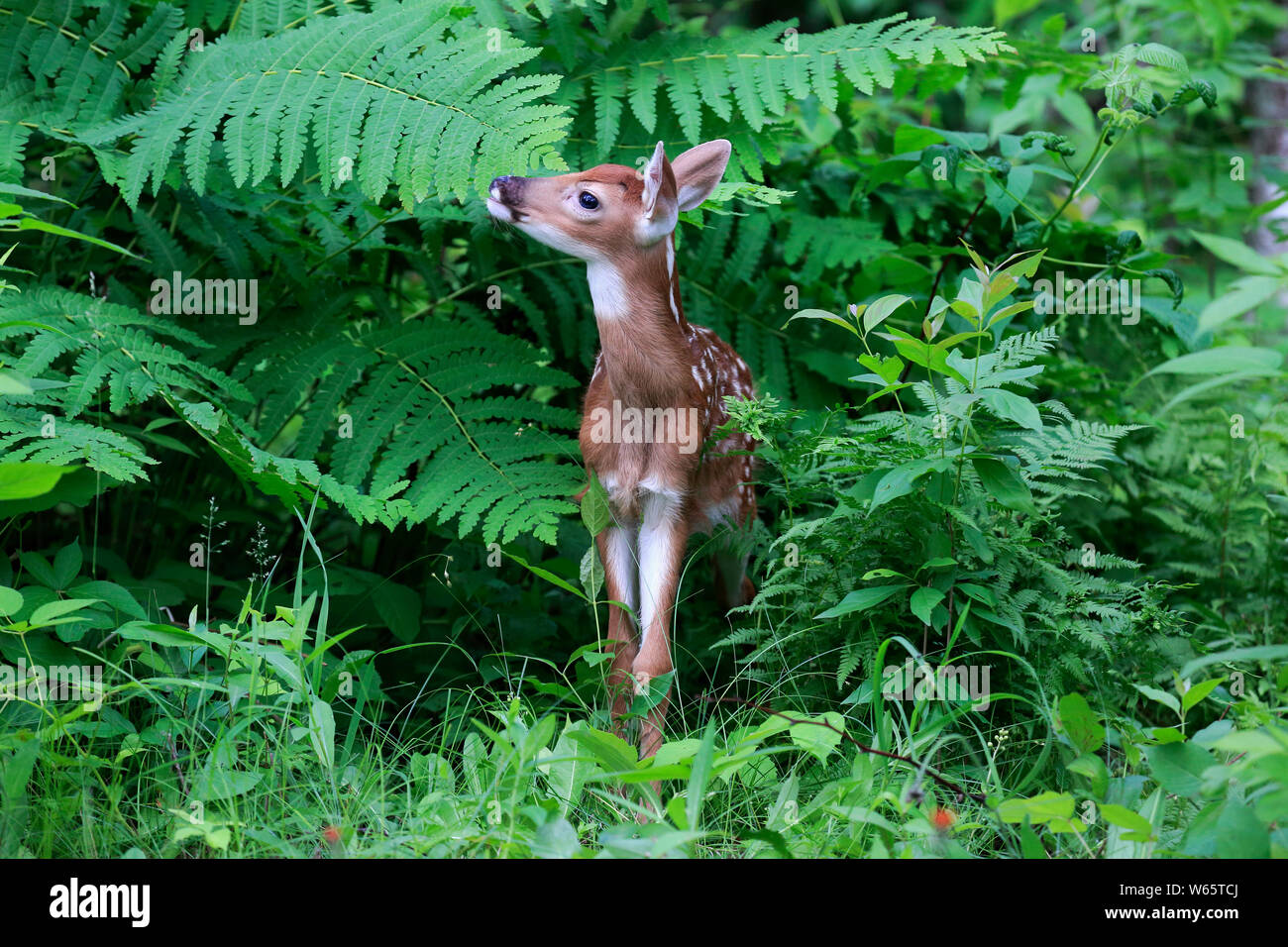 Le cerf de virginie, jeune, dix jours, Pine Comté (Minnesota), USA, Amérique du Nord, (Odocoileus virginianus) Banque D'Images