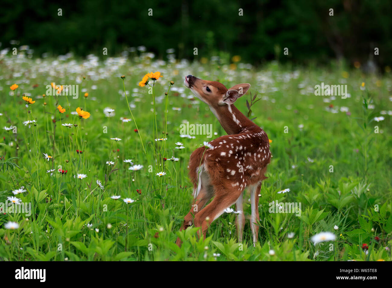 Le cerf de virginie, jeune, dix jours, Pine Comté (Minnesota), USA, Amérique du Nord, (Odocoileus virginianus) Banque D'Images