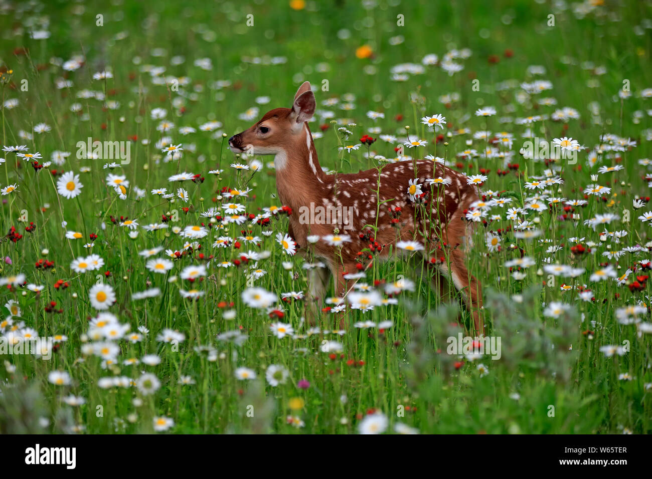 Le cerf de virginie, jeune, dix jours, Pine Comté (Minnesota), USA, Amérique du Nord, (Odocoileus virginianus) Banque D'Images