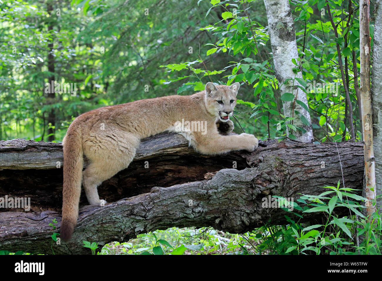 cougar amerique du nord