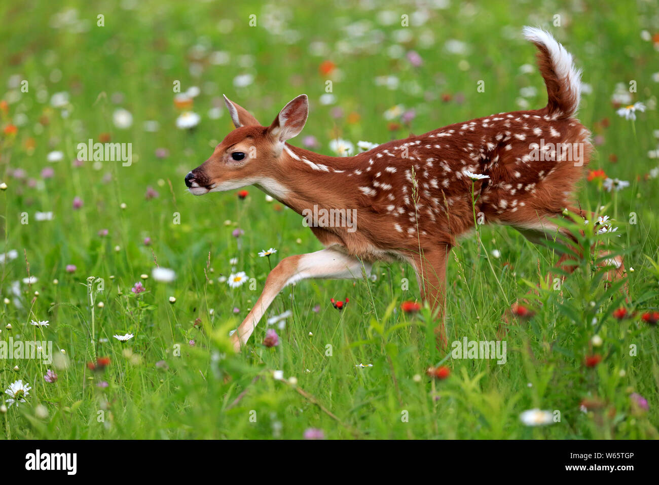 Le cerf de virginie, jeune, dix jours, Pine Comté (Minnesota), USA, Amérique du Nord, (Odocoileus virginianus) Banque D'Images