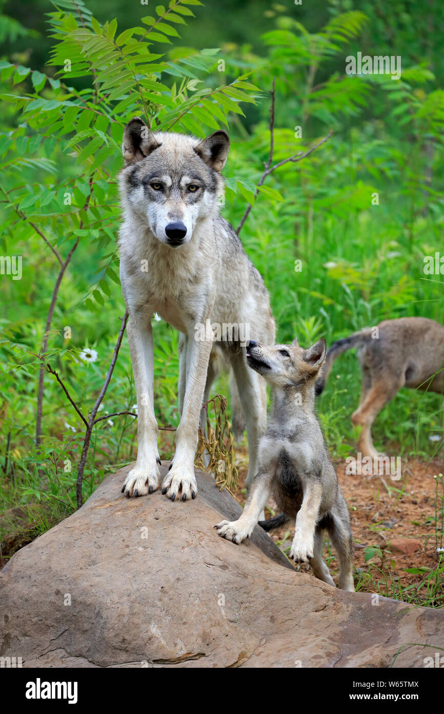 Loup gris avec cub, Pine Comté (Minnesota), USA, Amérique du Nord, (Canis lupus) Banque D'Images