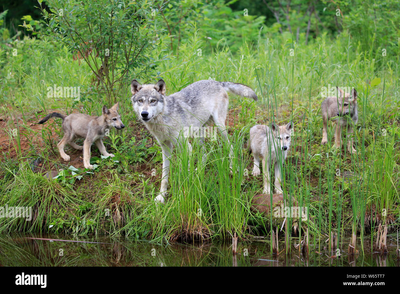 Loup gris avec oursons, Pine Comté (Minnesota), USA, Amérique du Nord, (Canis lupus) Banque D'Images