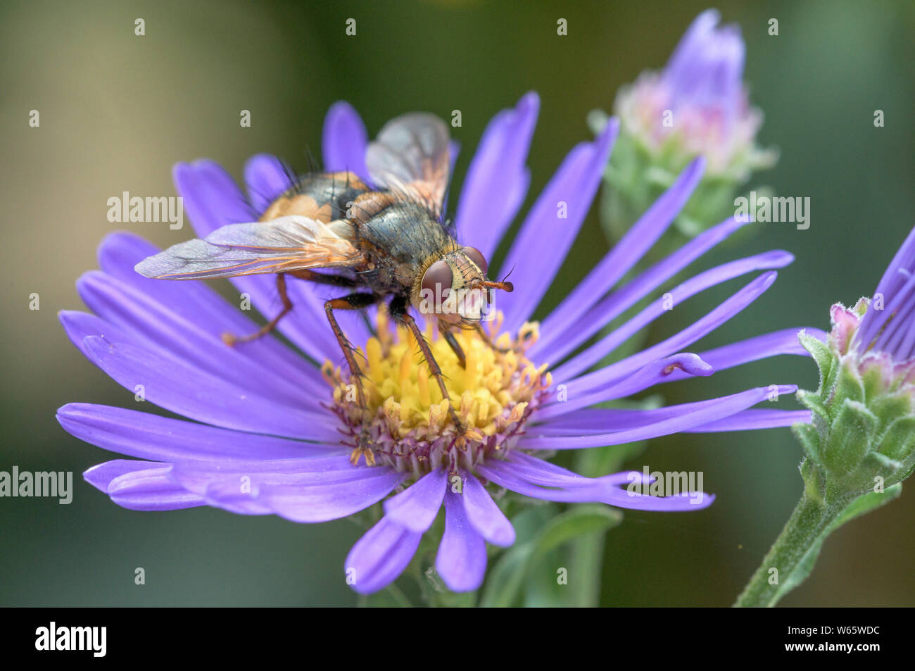 Mouche parasite, aster, Geo-Naturpark Frau-Holle-Land de Hesse, Allemagne, (Tachina fera), Aster (spec.) Banque D'Images