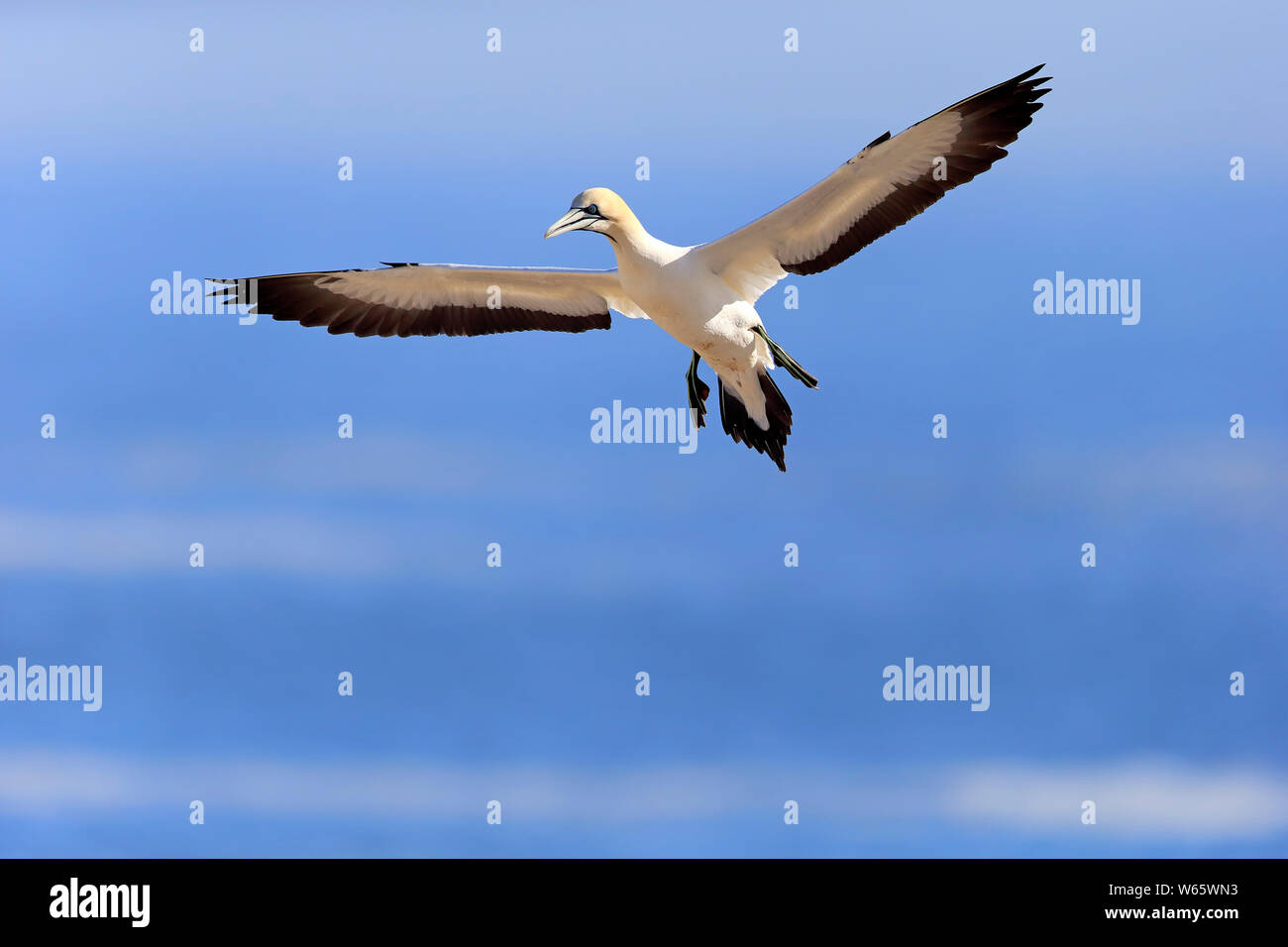 Cape Gannet, Lamberts Bay, Western Cape, Afrique du Sud, Afrique, (Morus capensis) Banque D'Images