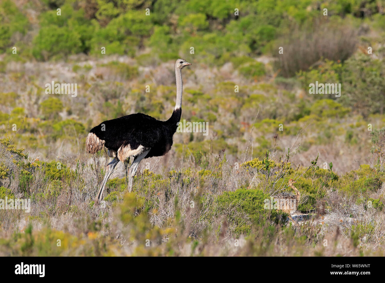 Autruche d'Afrique du Sud, homme adulte avec youngs, côte ouest Nationalpark, Western Cape, Afrique du Sud, Afrique, (Struthio camelus australis) Banque D'Images