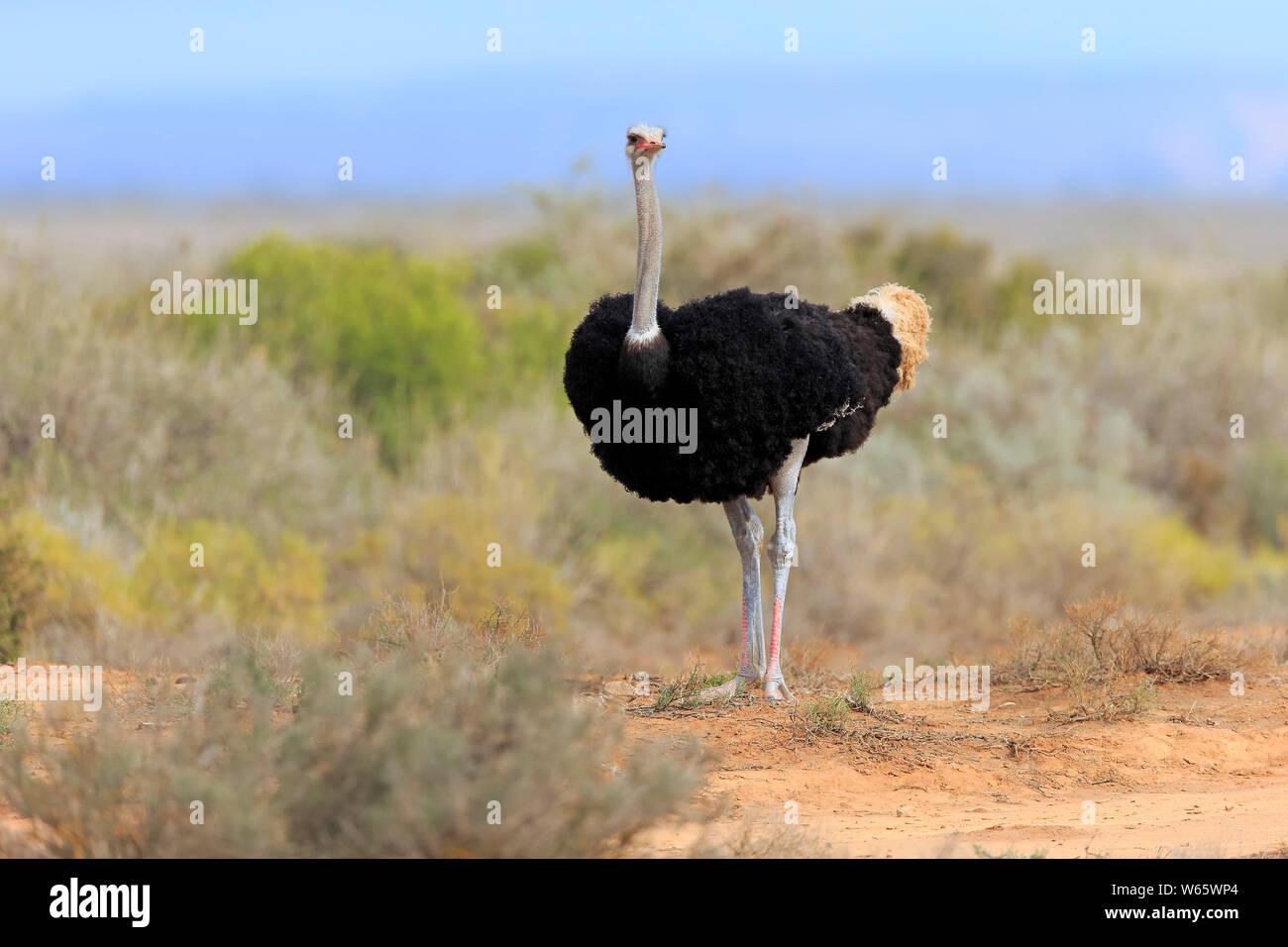 Autruche d'Afrique du Sud, l'homme adulte, Oudtshoorn, Western Cape, Afrique du Sud, Afrique, (Struthio camelus australis) Banque D'Images