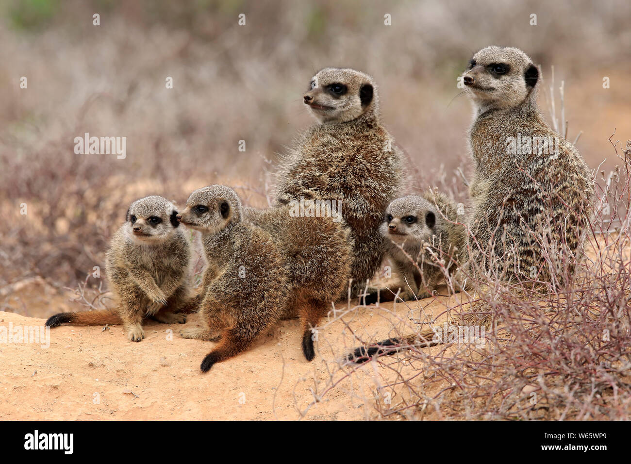 Meerkat, Suricate, des profils avec youngs, Oudtshoorn, Western Cape, Afrique du Sud, Afrique, (Suricata suricatta) Banque D'Images