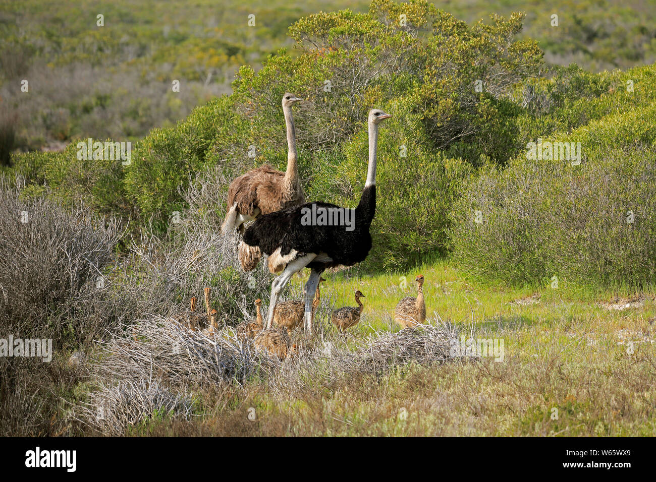 Autruche d'Afrique du Sud, deux adultes avec youngs, côte ouest Nationalpark, Western Cape, Afrique du Sud, Afrique, (Struthio camelus australis) Banque D'Images
