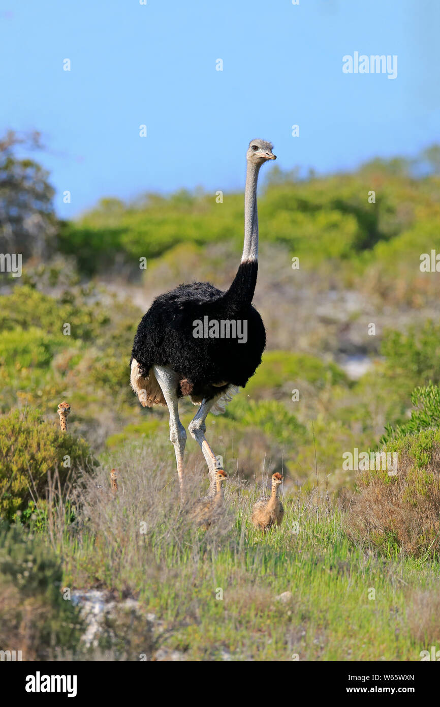 Autruche d'Afrique du Sud, homme adulte avec youngs, côte ouest Nationalpark, Western Cape, Afrique du Sud, Afrique, (Struthio camelus australis) Banque D'Images