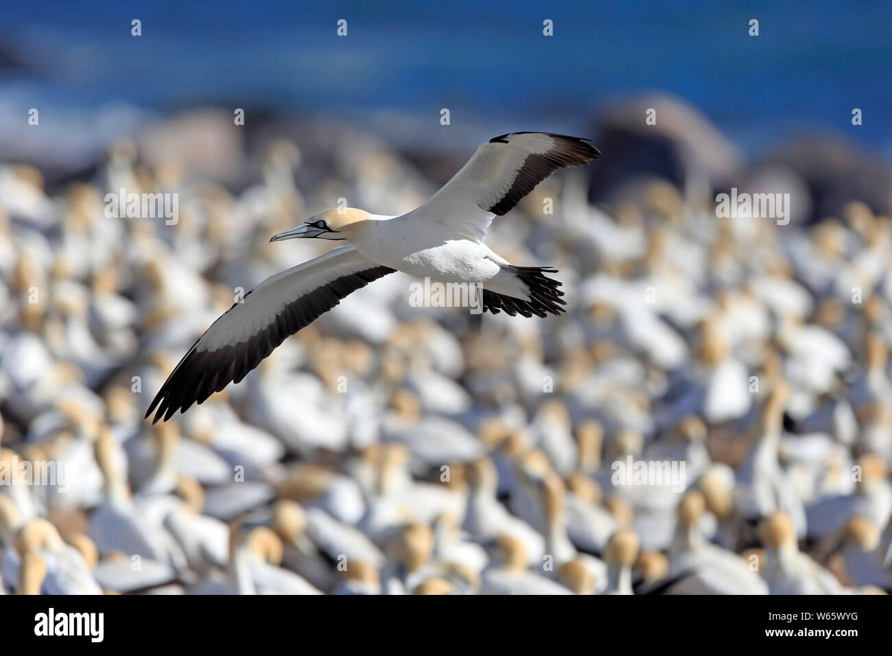 Cape Gannet, Lamberts Bay, Western Cape, Afrique du Sud, Afrique, (Morus capensis) Banque D'Images