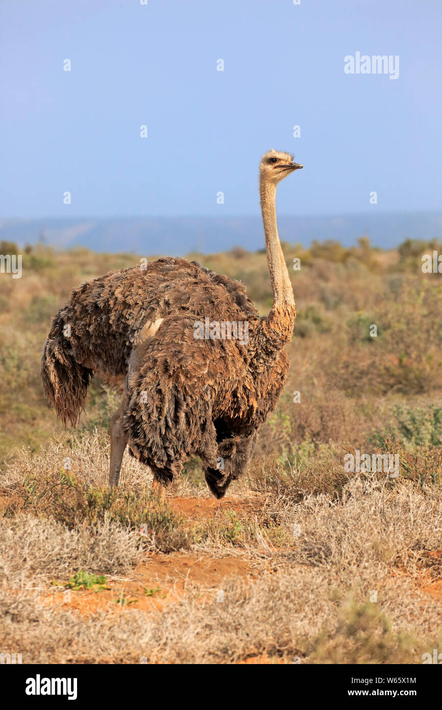 Autruche d'Afrique du Sud, les femmes adultes, Oudtshoorn, Western Cape, Afrique du Sud, Afrique, (Struthio camelus australis) Banque D'Images