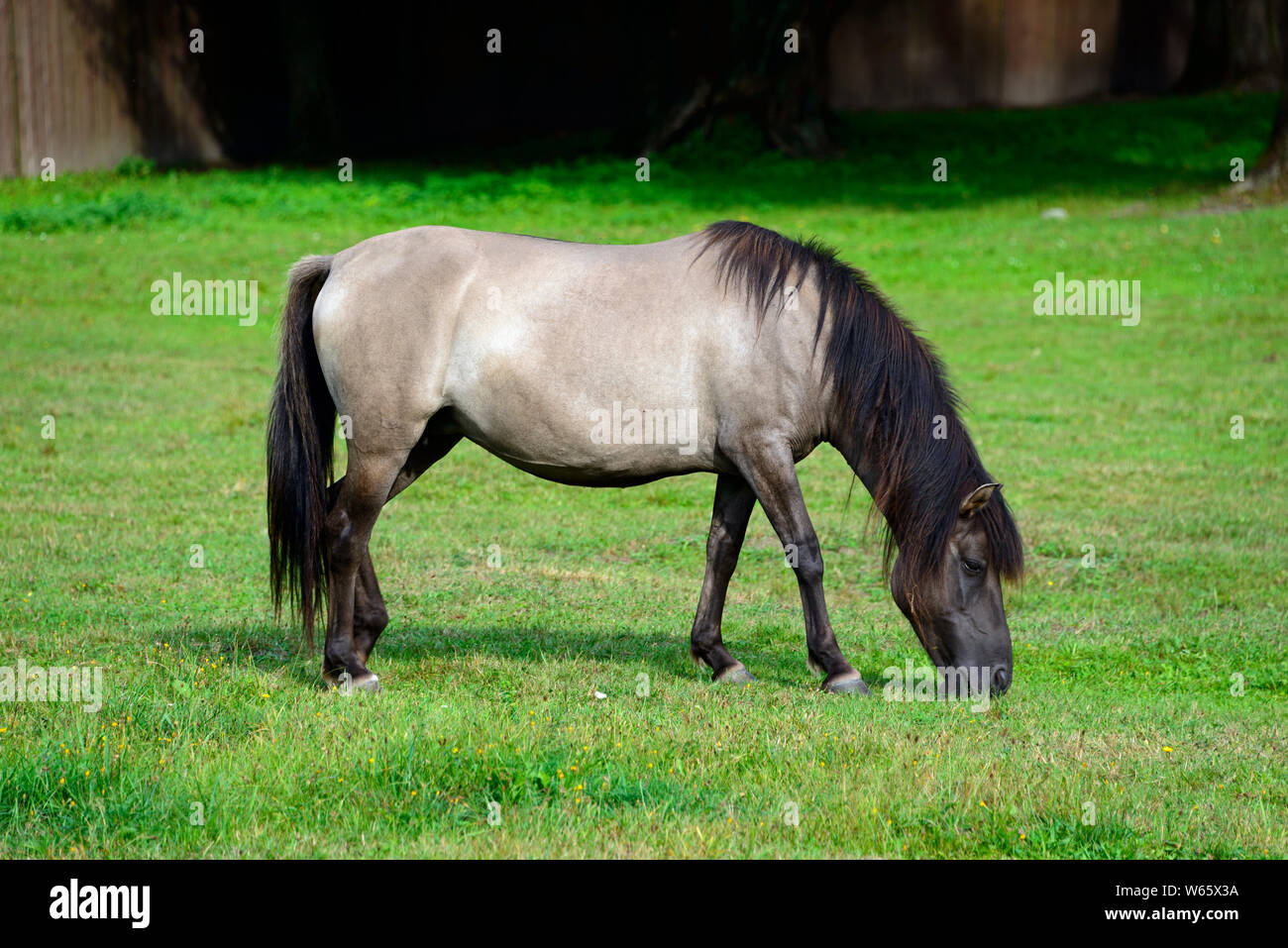 Chevaux Konik, maison de Mazurie, Popielno, Ruciane-Nida, Warmie Mazurie, Pologne Banque D'Images