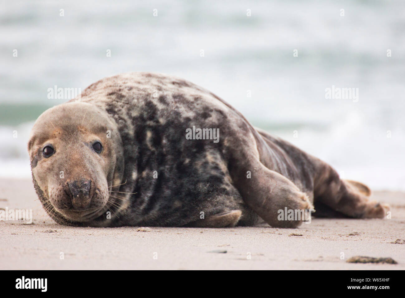 Le phoque gris, le phoque, Helgoland, Schleswig-Holstein, Allemagne, (Halichoerus grypus) Banque D'Images