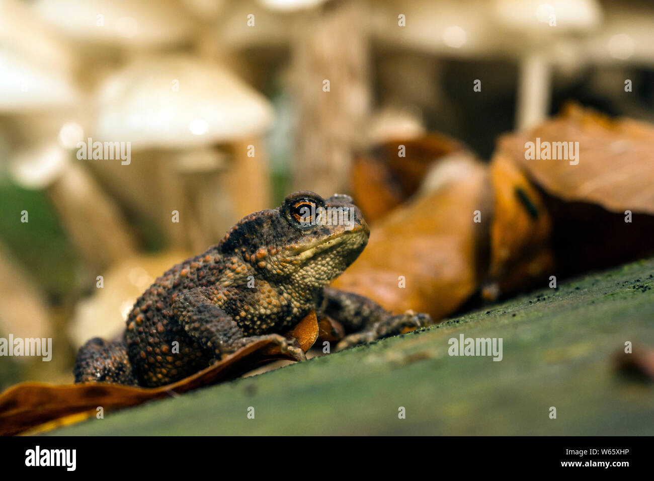 Crapaud commun, Européen, crapaud (Bufo bufo), Mecklembourg-Poméranie-Occidentale, Allemagne Banque D'Images