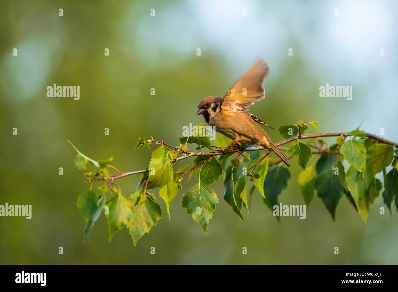 Canard pilet, (passer montanus), bouleau (Betula pendula), Mecklembourg-Poméranie-Occidentale, Allemagne Banque D'Images