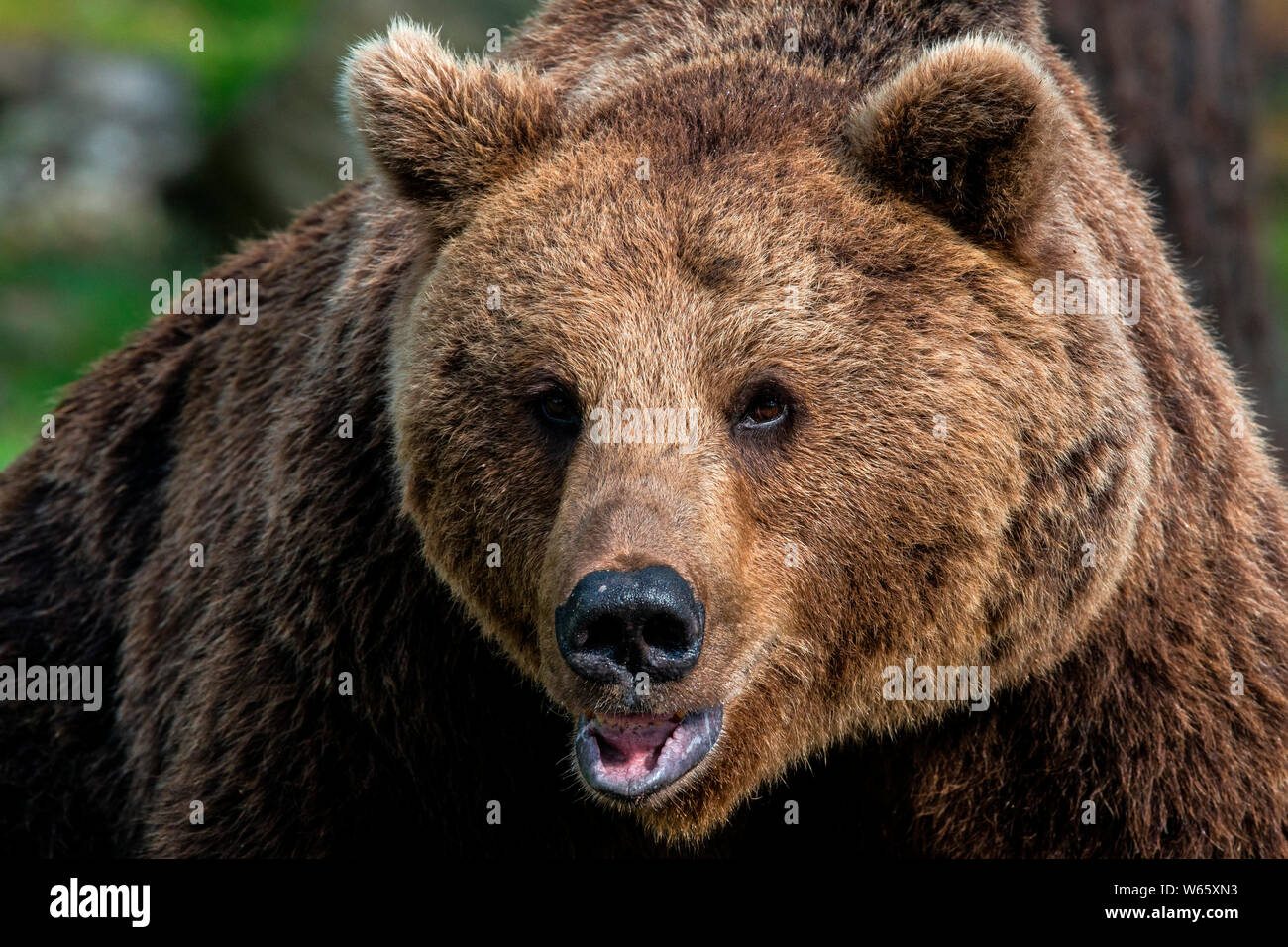 L'ours brun européen, (Ursus arctos), Finlande Banque D'Images