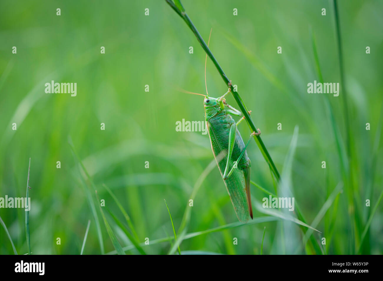 Grand green bush-cricket, femme, Rhénanie du Nord-Westphalie, Europe, (Tettigonia viridissima) Banque D'Images
