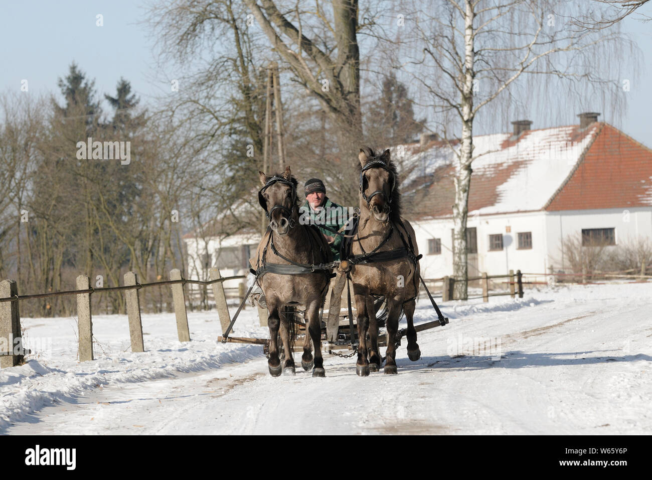 Chevaux Konik avec traîneau, haras Janow Podlaski, Pologne Banque D'Images