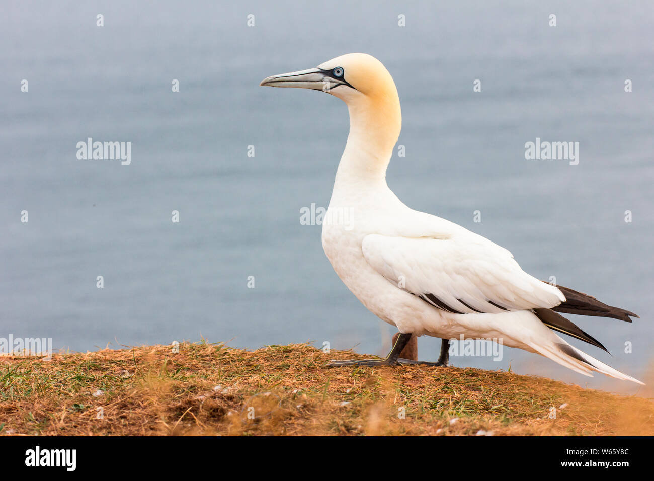 Fou de Bassan, Helgoland, Schleswig-Holstein, Allemagne (Morus bassanus) Banque D'Images