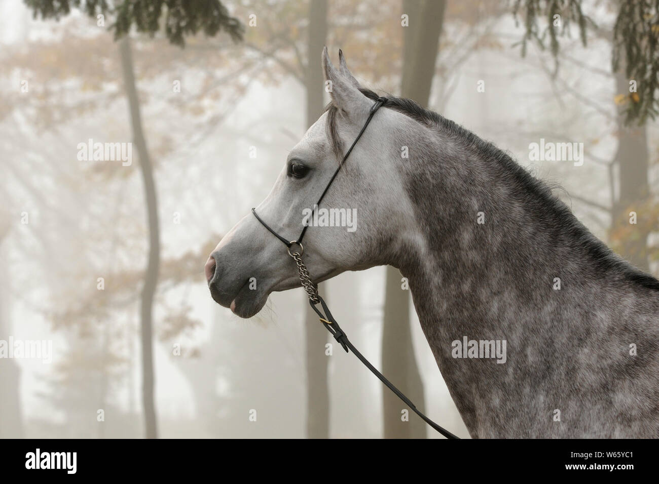 Étalon arabe gris dans le brouillard, avec show halter, automne Banque D'Images