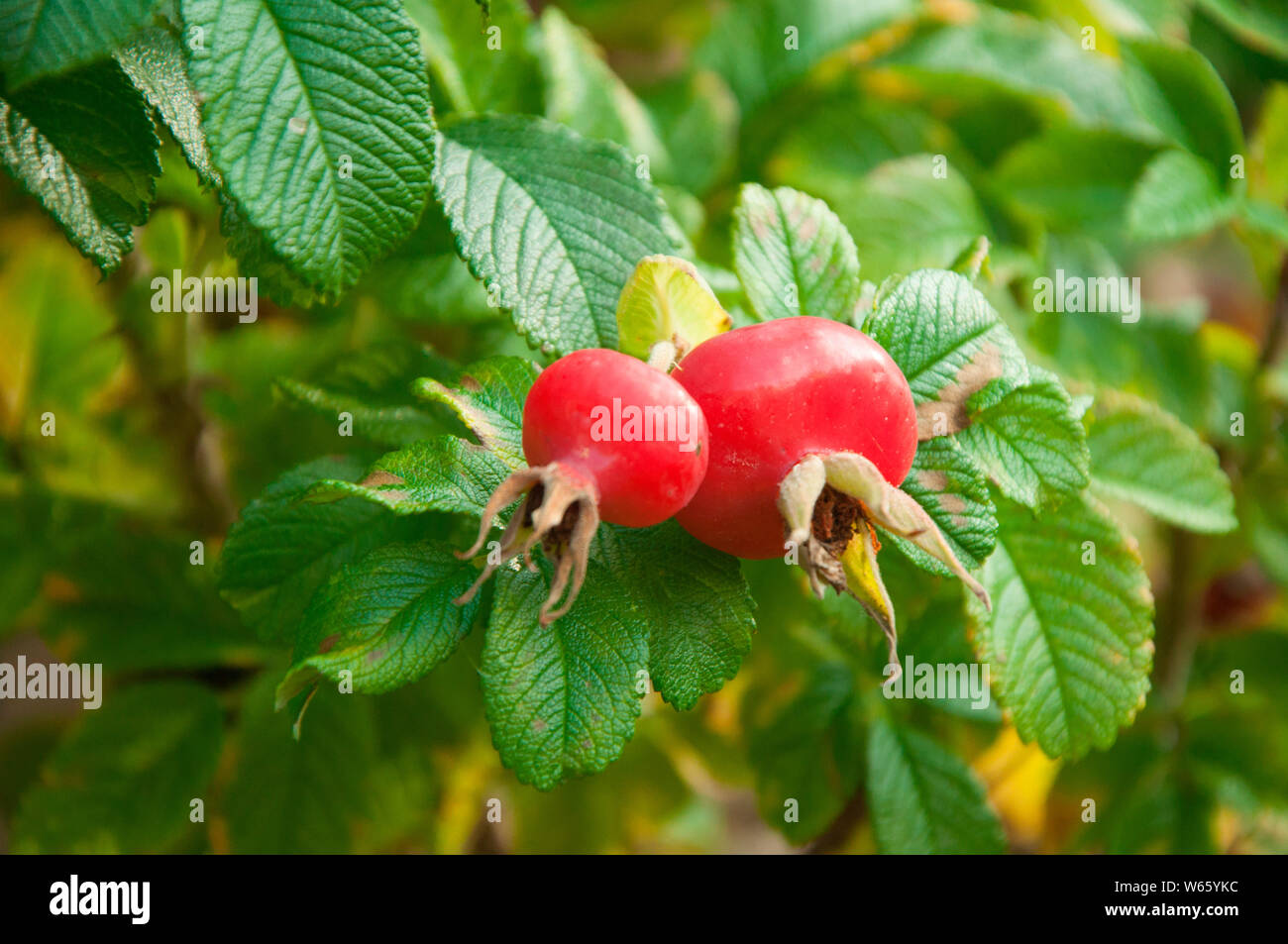 Fruit de haie rose, Rhénanie du Nord-Westphalie, Europe, (Rosa rugosa) Banque D'Images