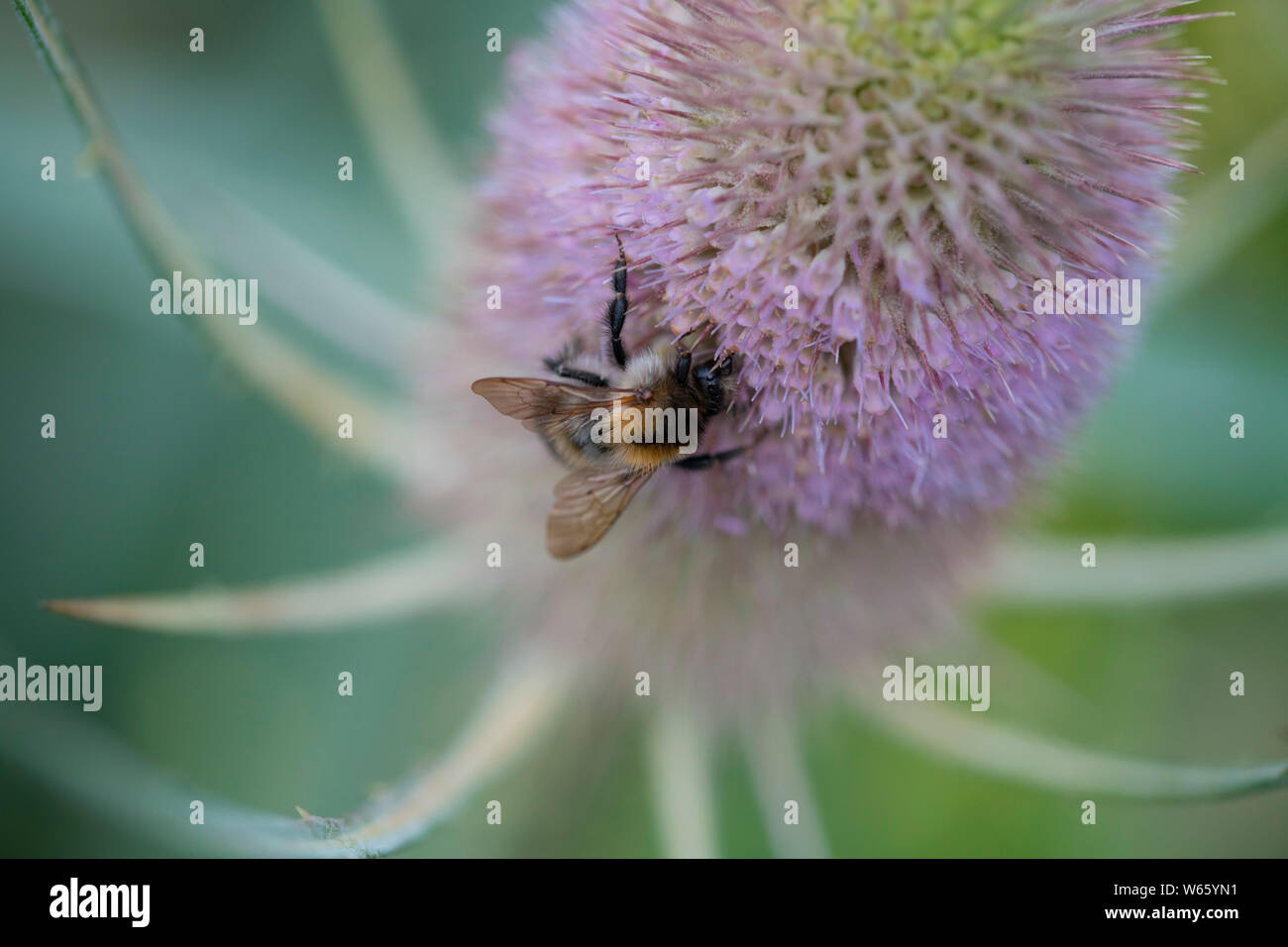 Carder commun à l'abeille, cardère sauvage en Rhénanie du Nord-Westphalie, Europe, (Bombus pascuorum) (Dipsacus fullonum, Dipsacus sylvestris) Banque D'Images