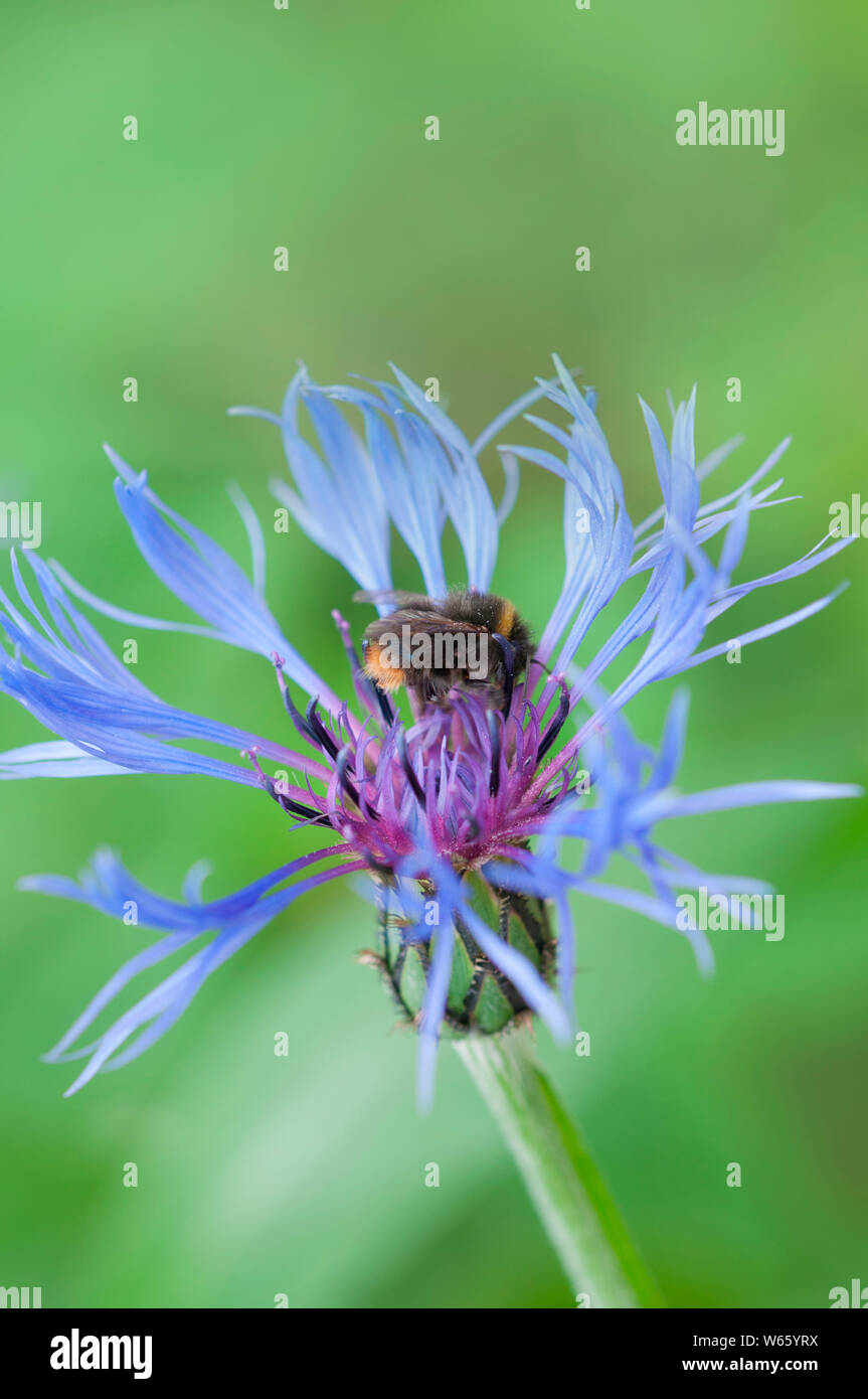 Début de bumblebee à bleuet, Rhénanie du Nord-Westphalie, Europe, (Bombus pratorum), (Cyanus segetum, Centaurea cyanus) Banque D'Images