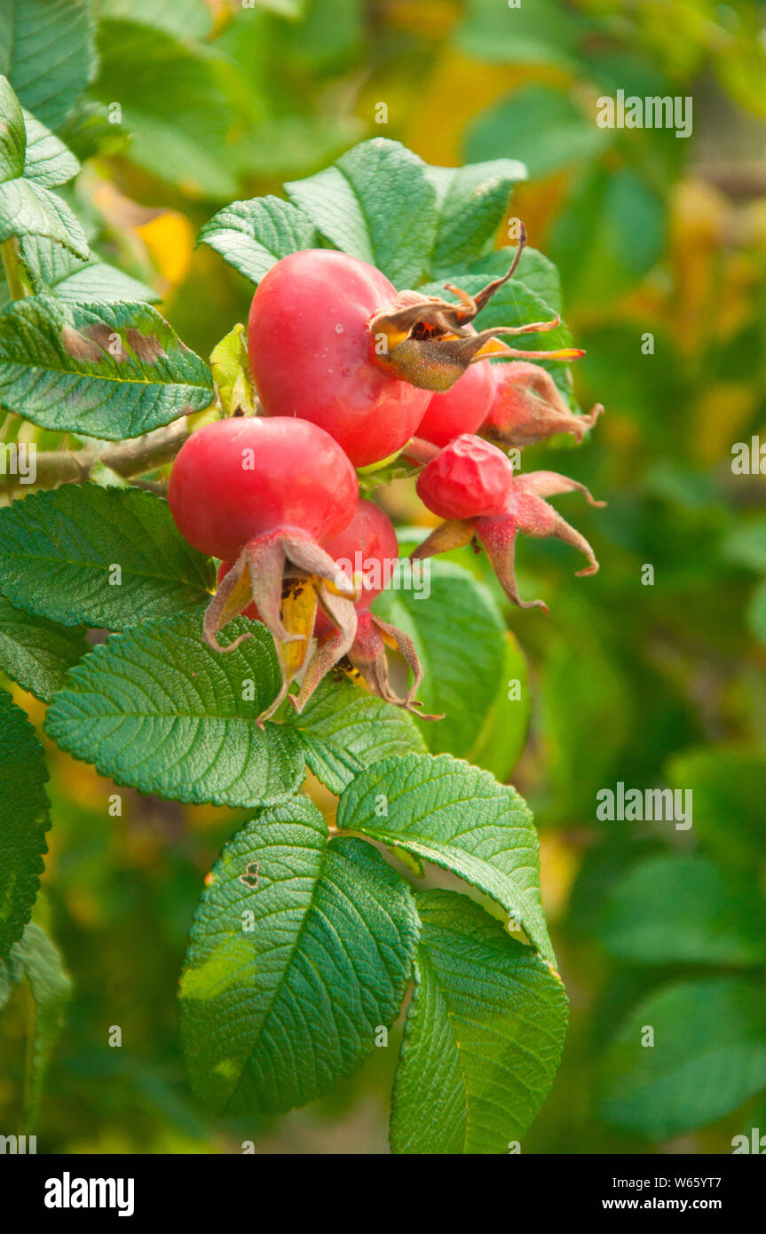 Fruit de haie rose, Rhénanie du Nord-Westphalie, Europe, (Rosa rugosa) Banque D'Images