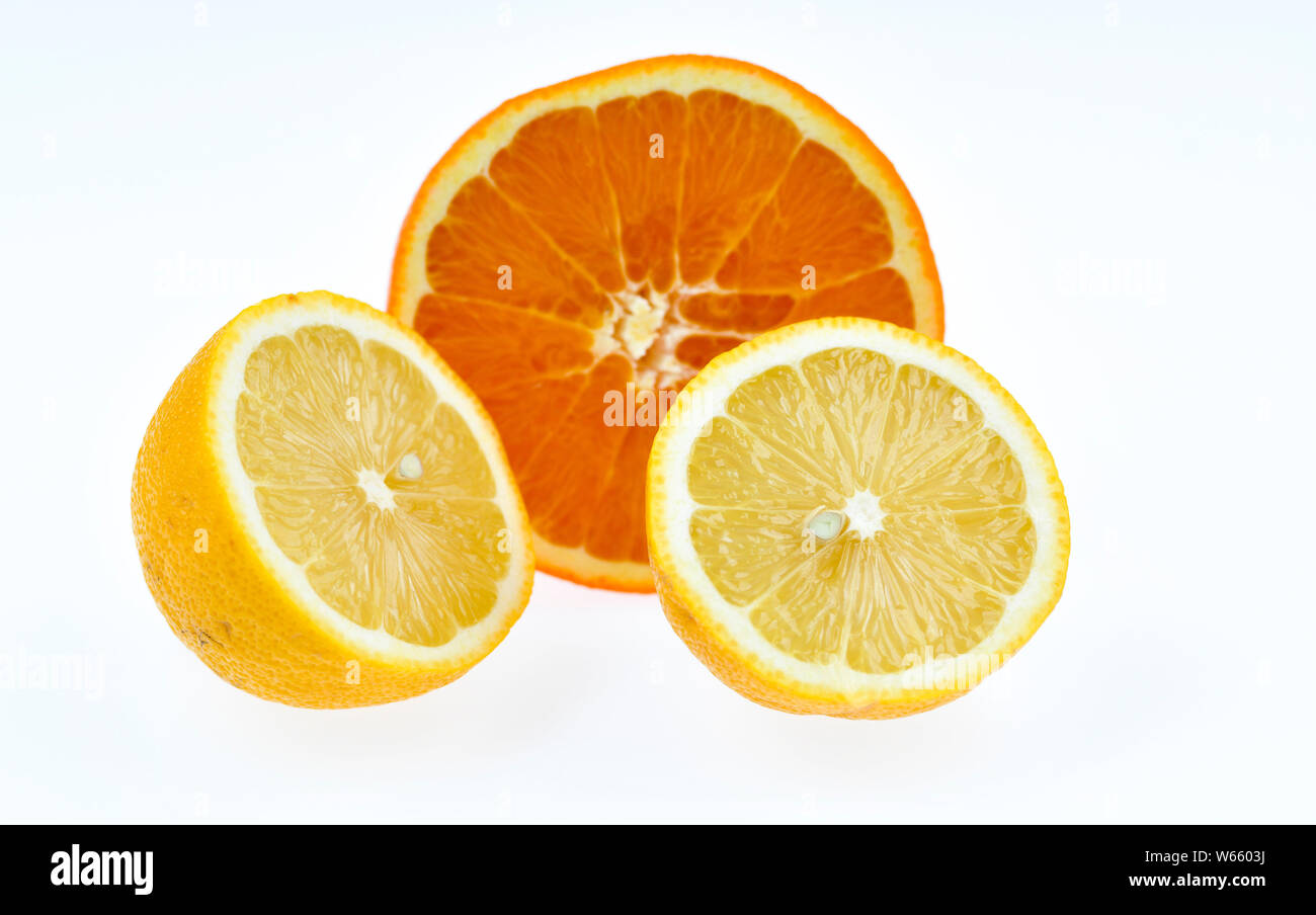 L'orange douce et de citron, Citrus aurantium de citron Citrus sinensis, Banque D'Images