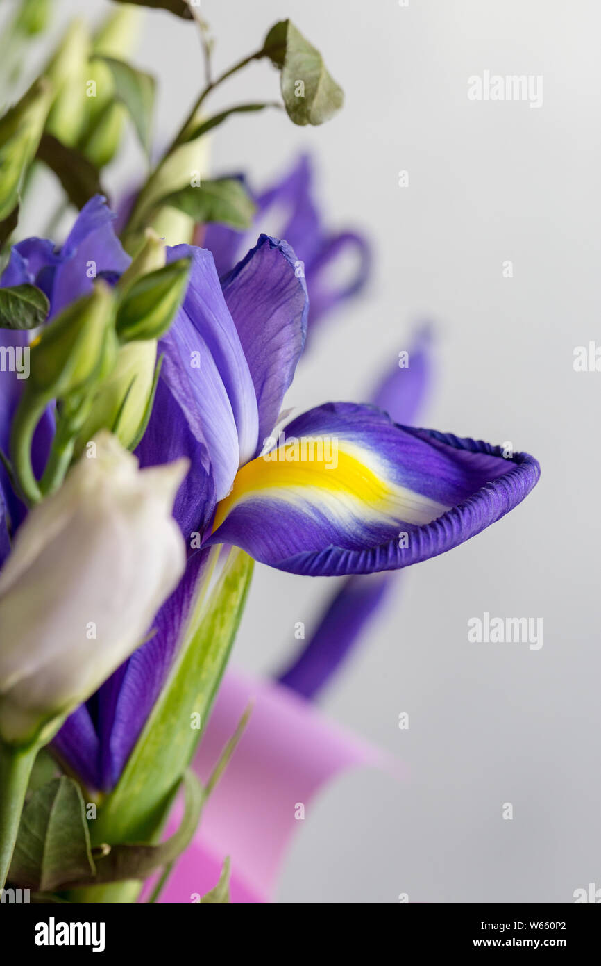 Close up iris bleu sur fond gris. Concept de cadeau de fleur de beauté Banque D'Images
