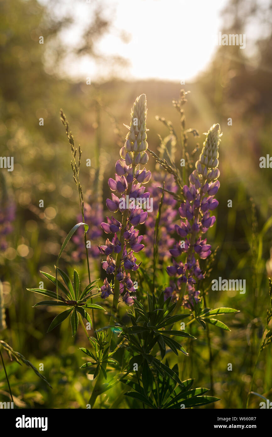 Champ de fleurs sauvages au coucher du soleil avec des fleurs violettes. Coucher du soleil sur les lupins Banque D'Images Champ de fleurs sauvages au coucher du soleil avec des fleurs violettes. Coucher du soleil sur les lupins Banque D'Images