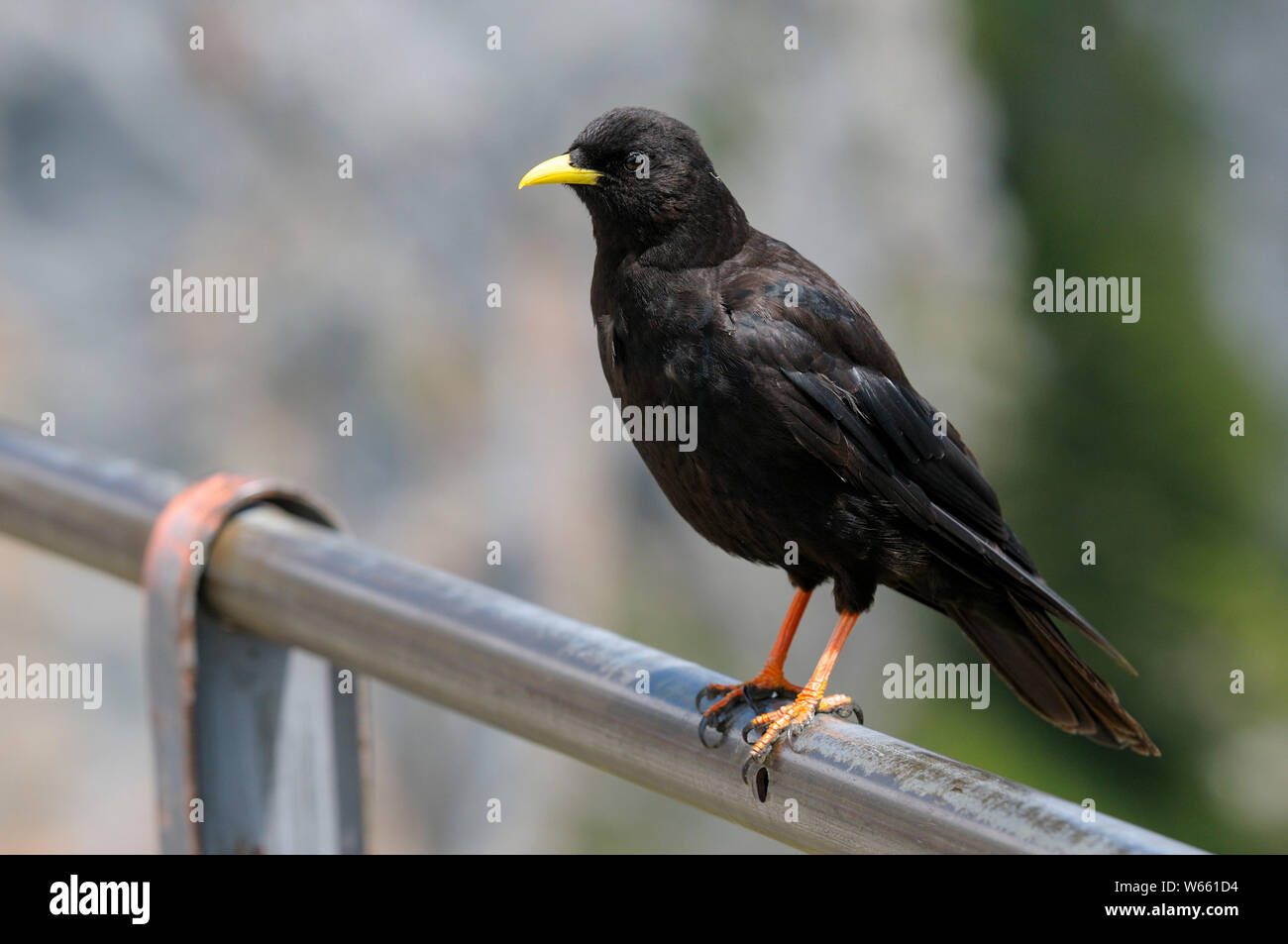 Alpine chough, juillet, Wendelstein, Bavière, Allemagne, (Pyrrhocorax graculus) Banque D'Images